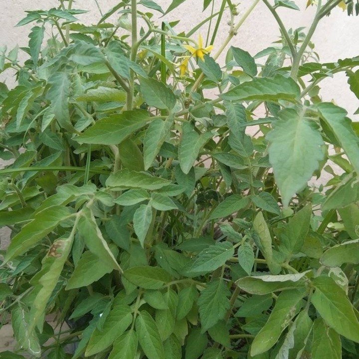 Tomatoes are sun-loving, warm-season plants that thrive in well-drained soil, requiring regular watering and support as they grow. 