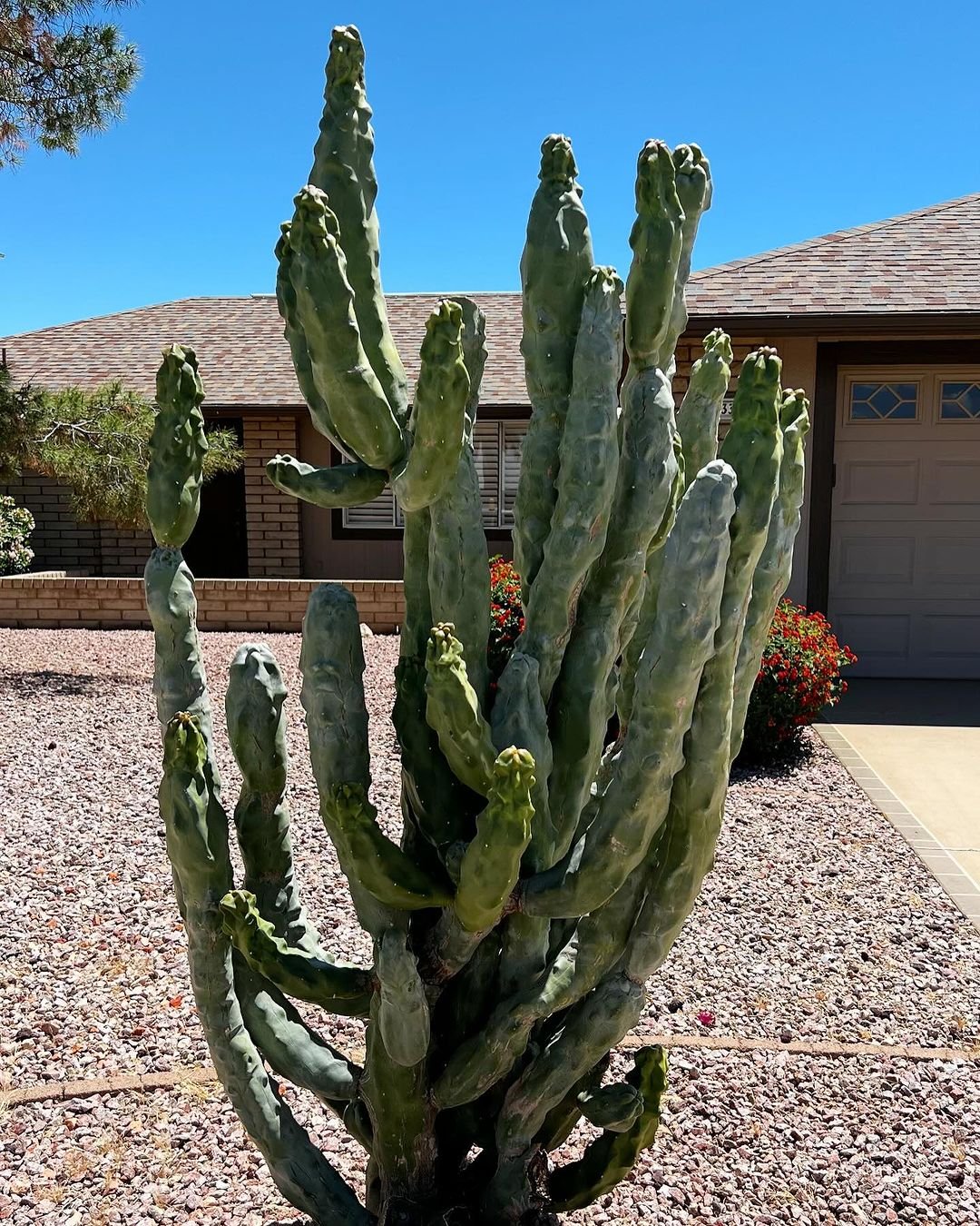 A Totem Pole Cactus stands prominently in a yard, with a house visible in the background, showcasing a serene landscape.
