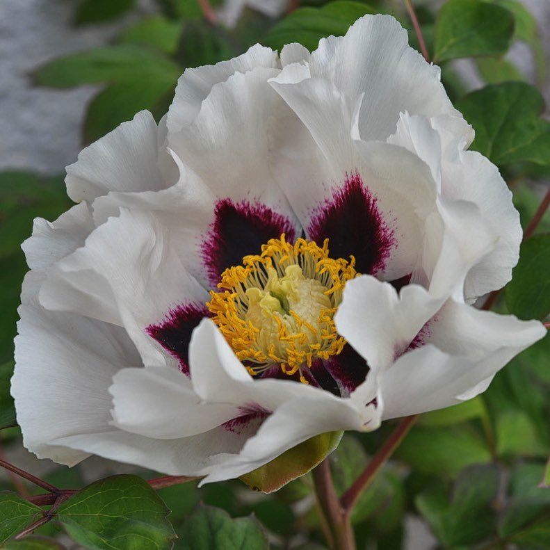 Tree peony is a deciduous shrub known for its large, luxurious blooms in a range of colors, thriving in well-draining soil and partial sun, and blooming in late spring.