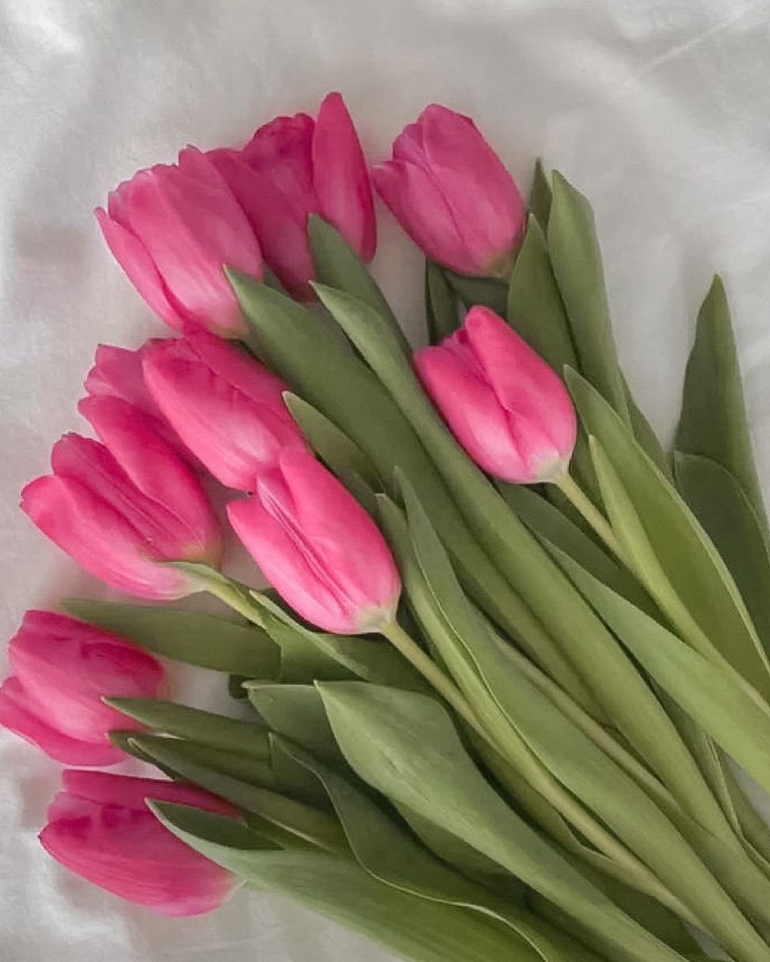 A cluster of pink tulips elegantly arranged on a crisp white sheet, showcasing their vibrant color and delicate petals.
