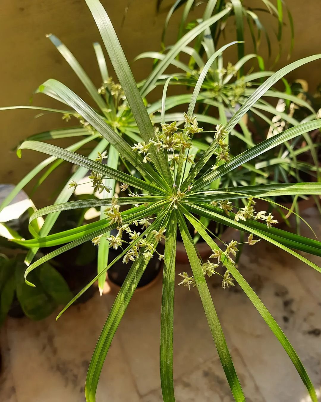 A vibrant Umbrella Palm with lush green leaves and delicate flowers, elegantly displayed in a decorative pot.