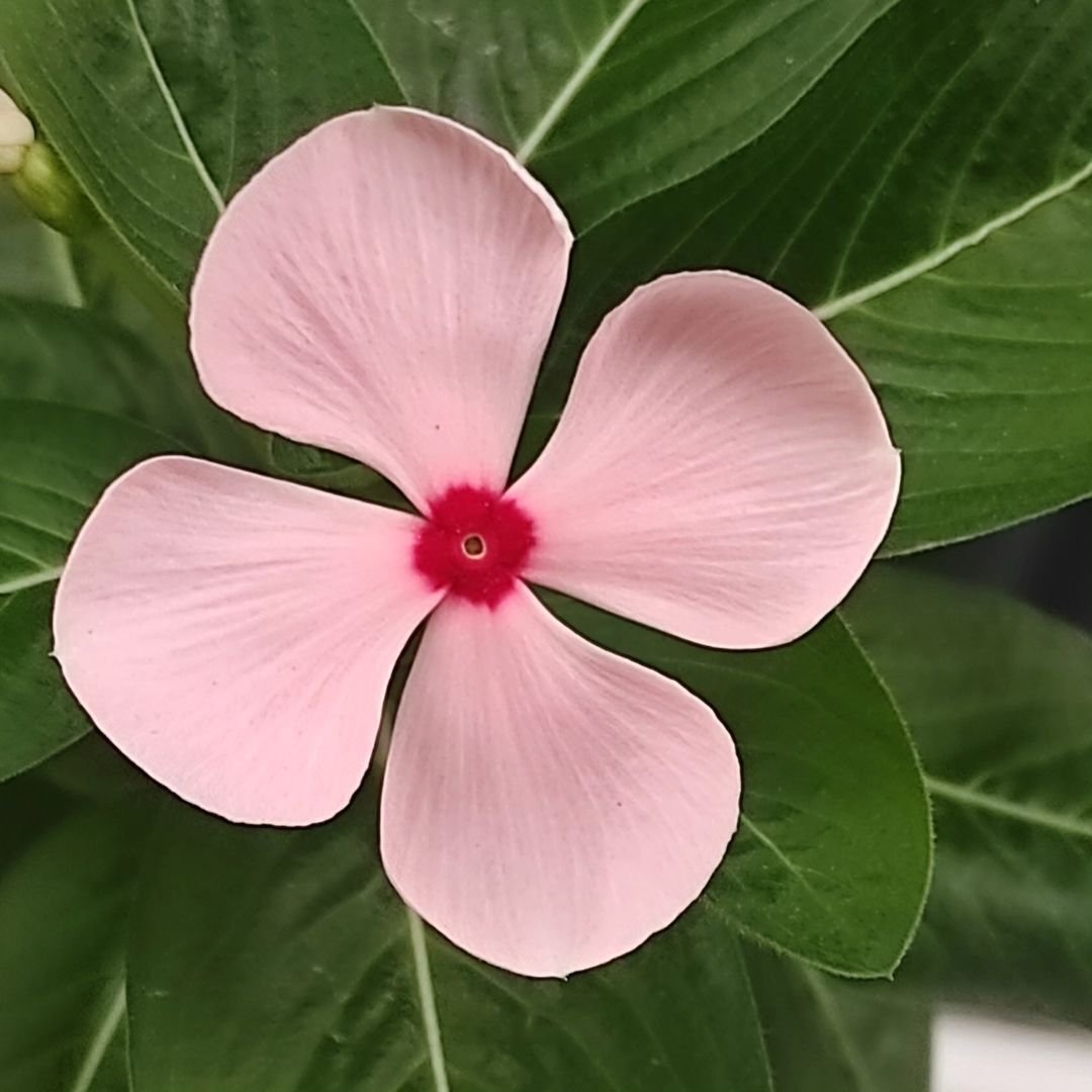 A single pink Vinca flower surrounded by vibrant green leaves on a healthy plant.