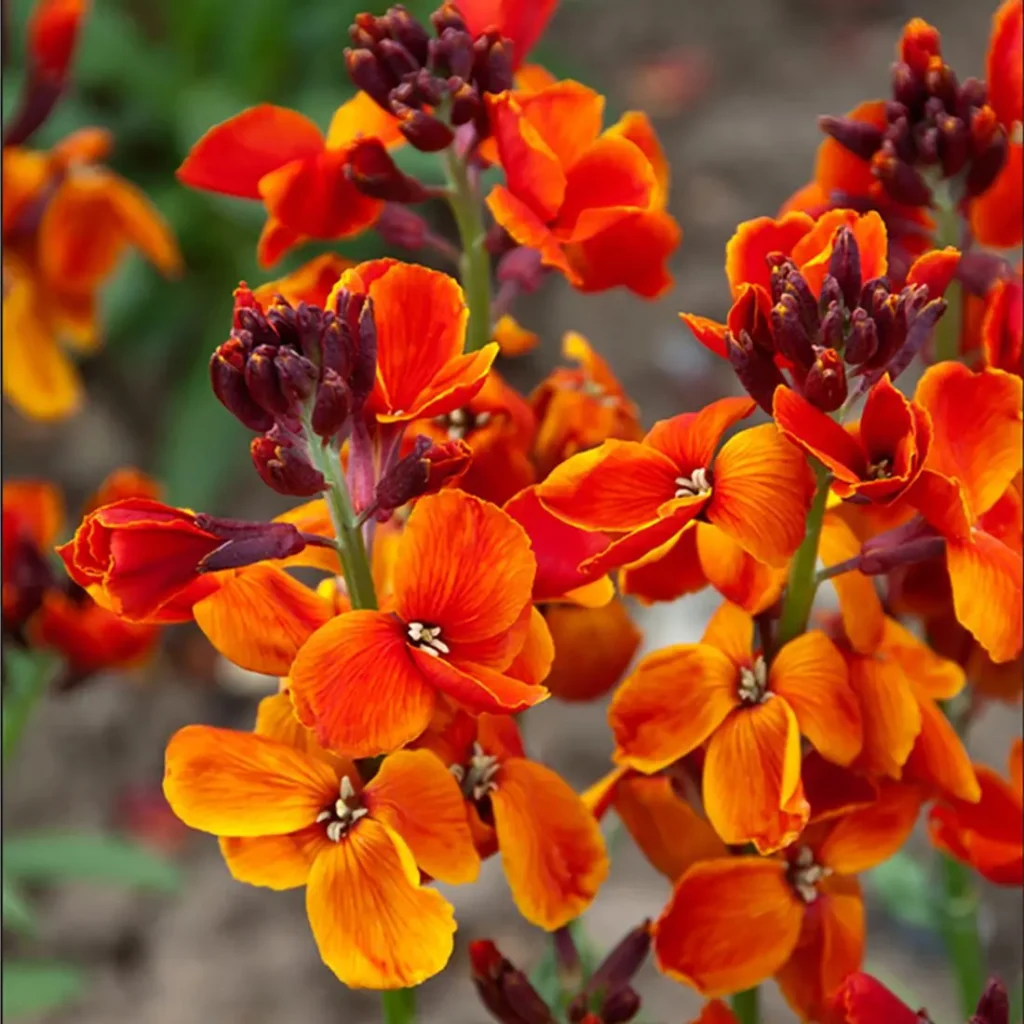 Wallflower orange flower