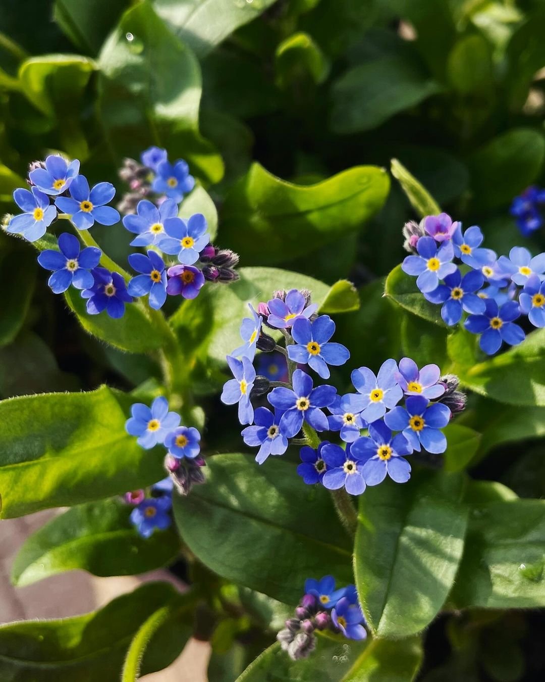 A vibrant cluster of Water Forget-Me-Nots in full bloom, showcasing delicate blue flowers against lush green foliage.