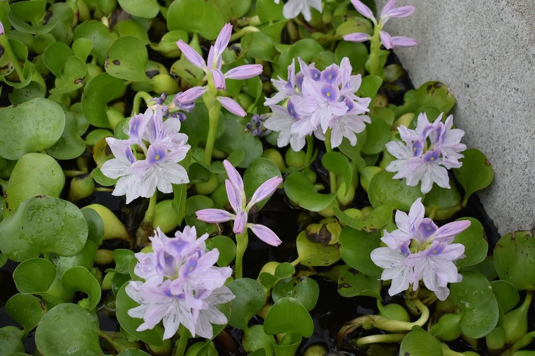 Purple water lilies and water hyacinth flourish in a serene pond, creating a vibrant aquatic landscape.