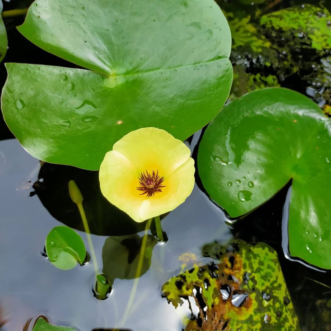 A vibrant yellow Water Poppy flower floats on the water, surrounded by lush green leaves.