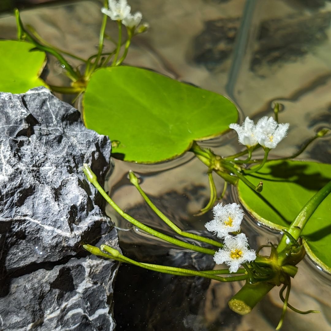 Water lily flowers and Water Snowflake blossoms gracefully float on the serene surface of the water.