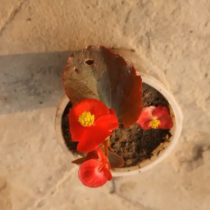 A vibrant Wax Begonia flower in a pot, resting on the ground, showcasing its lush green leaves and colorful blooms.