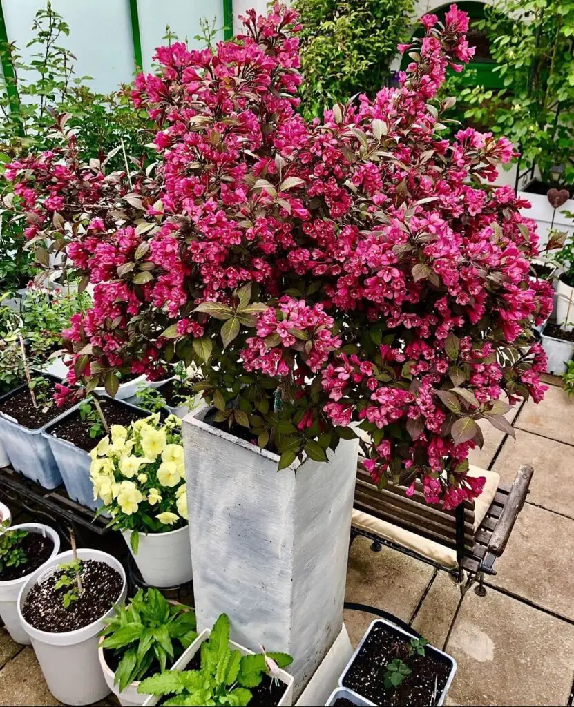 Weigela florida is a deciduous shrub known for its vibrant, trumpet-shaped flowers that bloom in spring and summer, thriving in full sun and well-draining soil.