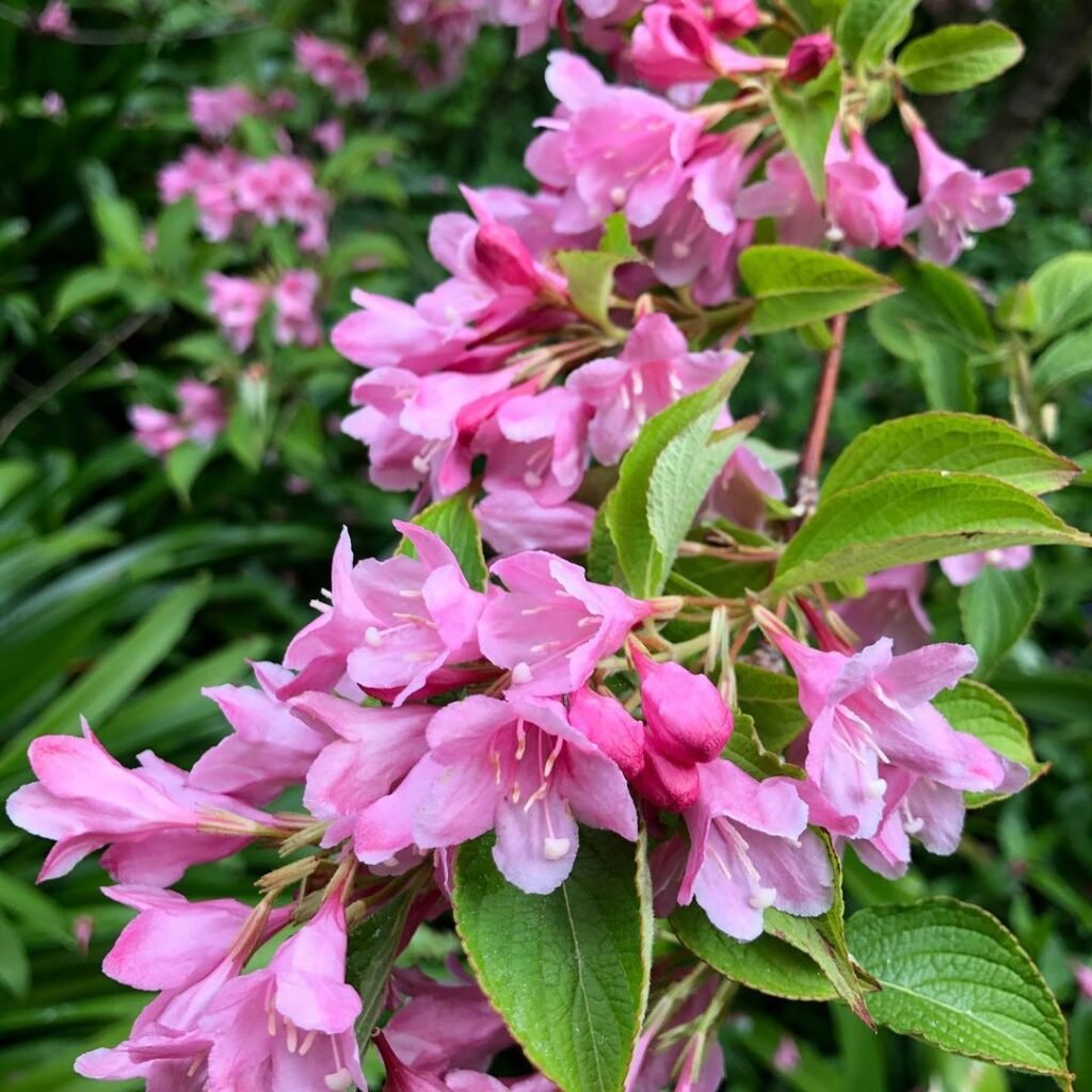 Weigela is a deciduous shrub known for its tubular pink, red, or white flowers that attract pollinators, thriving in full sun and well-drained soil, making it a popular choice for garden borders.