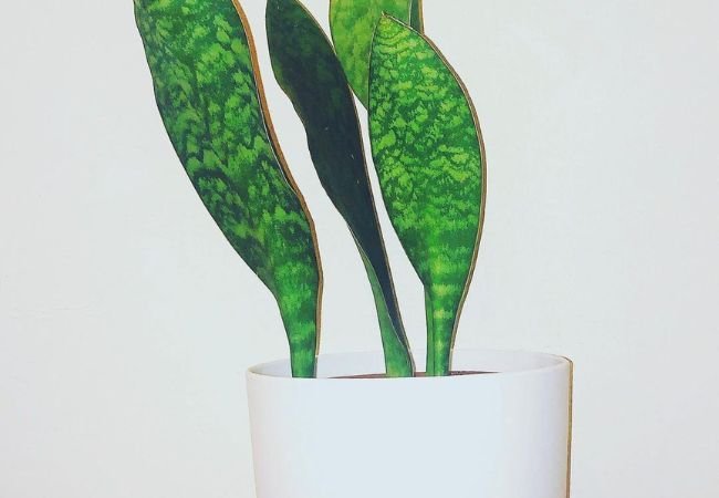 Whale Fin Snake Plant : A Unique and Low-Maintenance Indoor Beauty