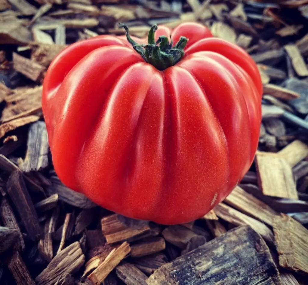 Oxheart is a unique heirloom tomato variety known for its large, heart-shaped fruits, meaty texture, and sweet flavor, thriving in full sun and well-draining soil, making it ideal for sauces and cooking.