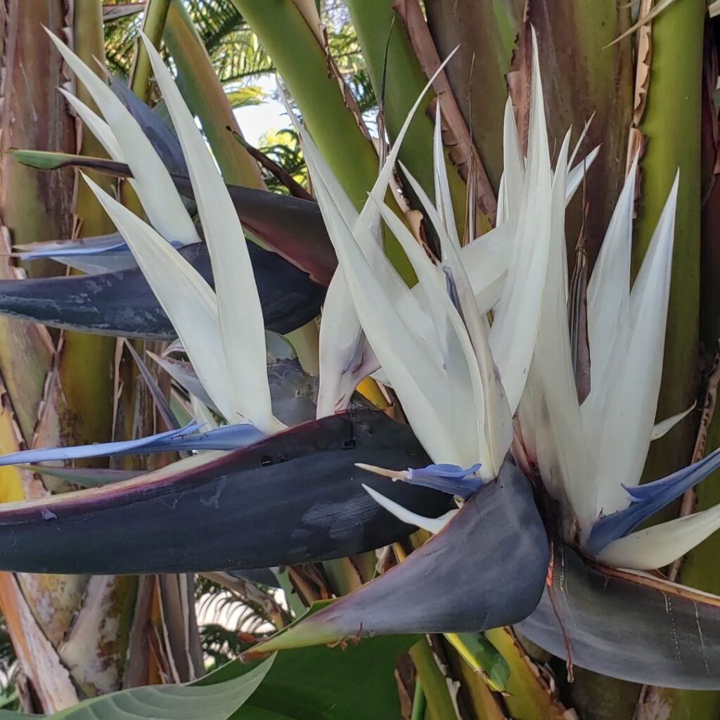 The White Bird of Paradise (Strelitzia nicolai) is a large tropical plant with broad, banana-like leaves and striking white and blue flowers, resembling a bird in flight.