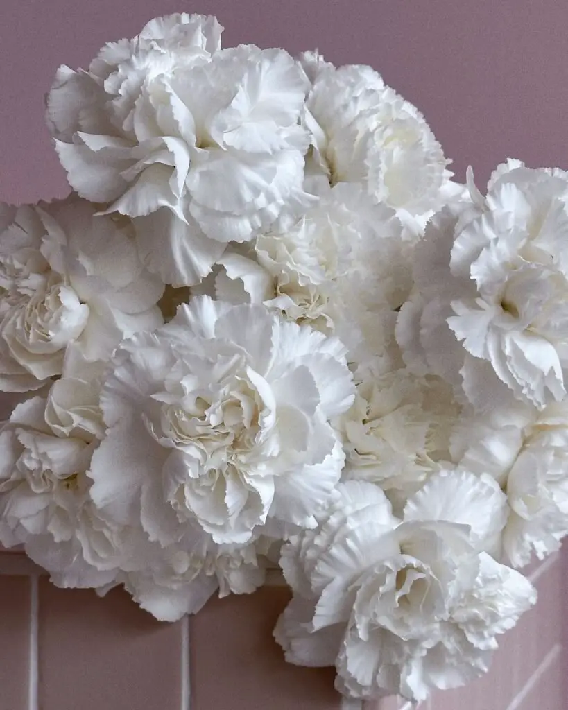 White carnations are elegant flowers symbolizing purity and good luck, often used in bouquets and arrangements for their long-lasting blooms and subtle, clove-like fragrance.