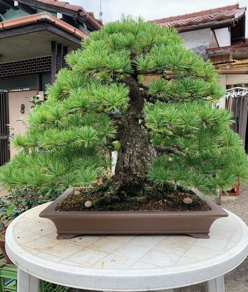 White Pine 