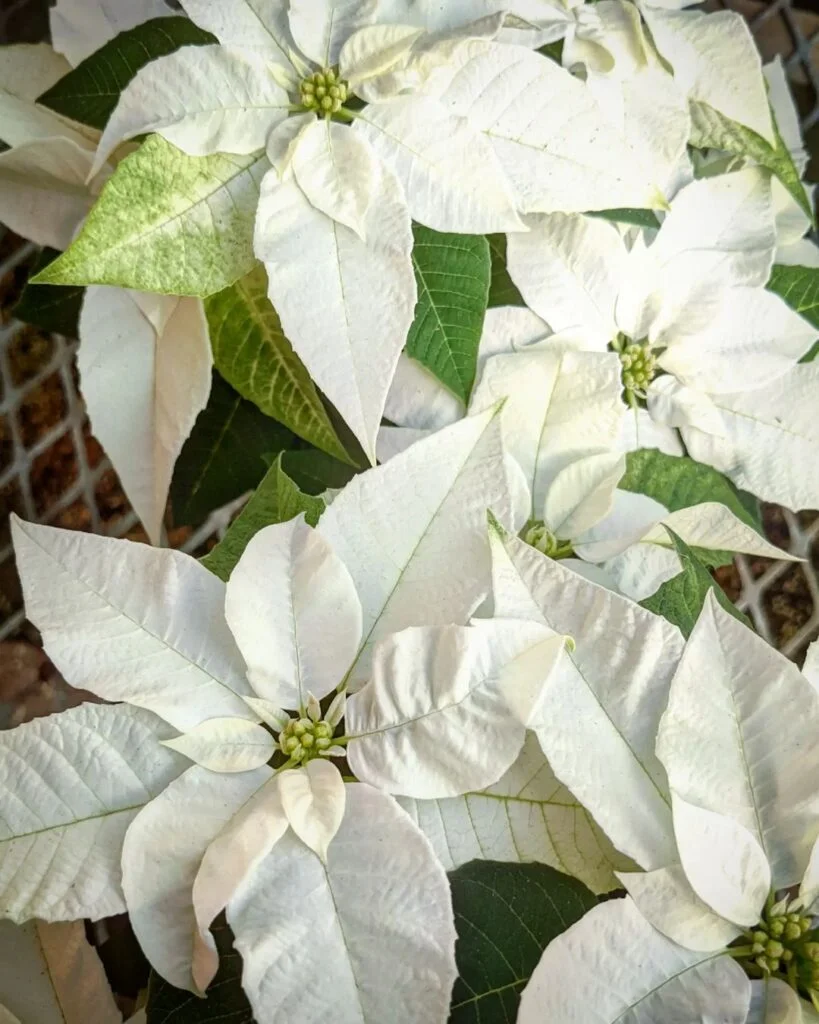 White Poinsettias (*Euphorbia pulcherrima*) are popular holiday plants featuring creamy white bracts surrounding tiny yellow flowers, offering a striking alternative to traditional red poinsettias.