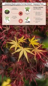 Why Are My Japanese Maple Leaves Turning Yellow Common Causes and Solutions