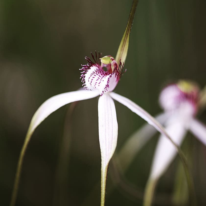 Wildflower Winter Orchids are delicate, cool-season blooms that thrive in low temperatures, offering vibrant colors and a touch of elegance to winter gardens.