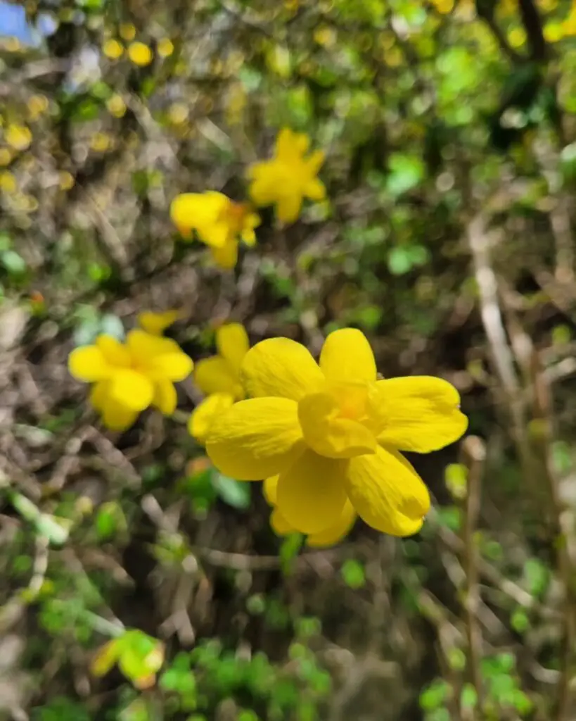 Winter Jasmine