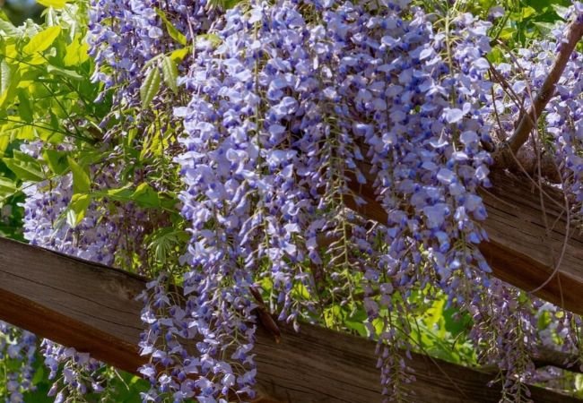 Wisteria Propagation : How to Grow New Plants from Cuttings