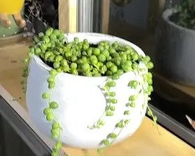 String of Pearls plants benefit from a diluted, balanced liquid fertilizer applied once a month during the growing season (spring and summer) to encourage healthy growth.