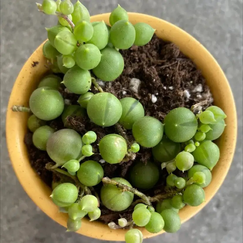 String of Pearls plants prefer warm temperatures between 70-80°F (21-27°C) and low to moderate humidity, making them well-suited for indoor environments. 