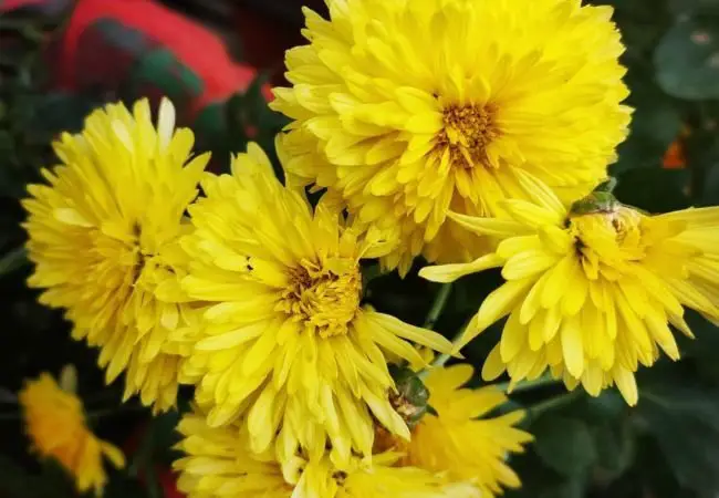 Yellow Chrysanthemum Flower Meaning : Symbolism, Culture and Care Guide (2024)