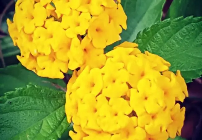 Yellow Lantana : A Vibrant Guide to Growing and Caring for This Sun-Loving Perennial (2024)