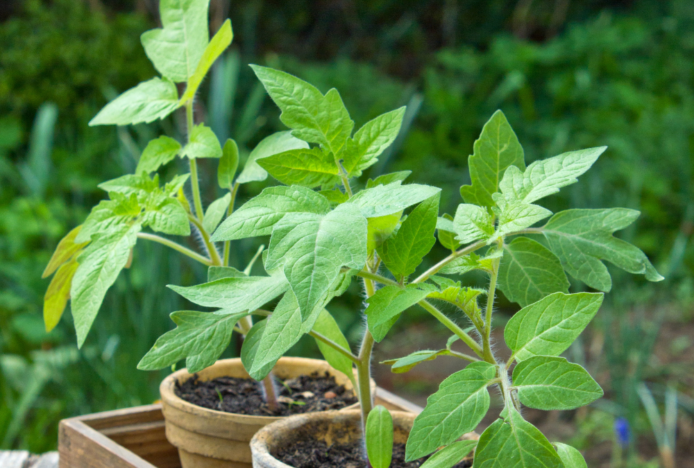 Tomatoes plant