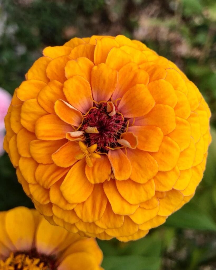 A close-up of a vibrant orange zinnia flower featuring a striking red center, showcasing its intricate petals and details.
