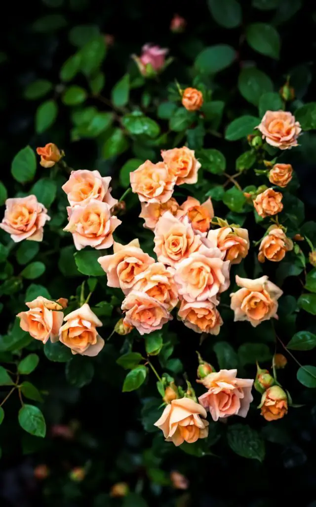 Goldilox Rose is a vibrant, golden-yellow hybrid tea rose known for its large, fragrant blooms and disease resistance, flourishing in full sun and well-draining soil.