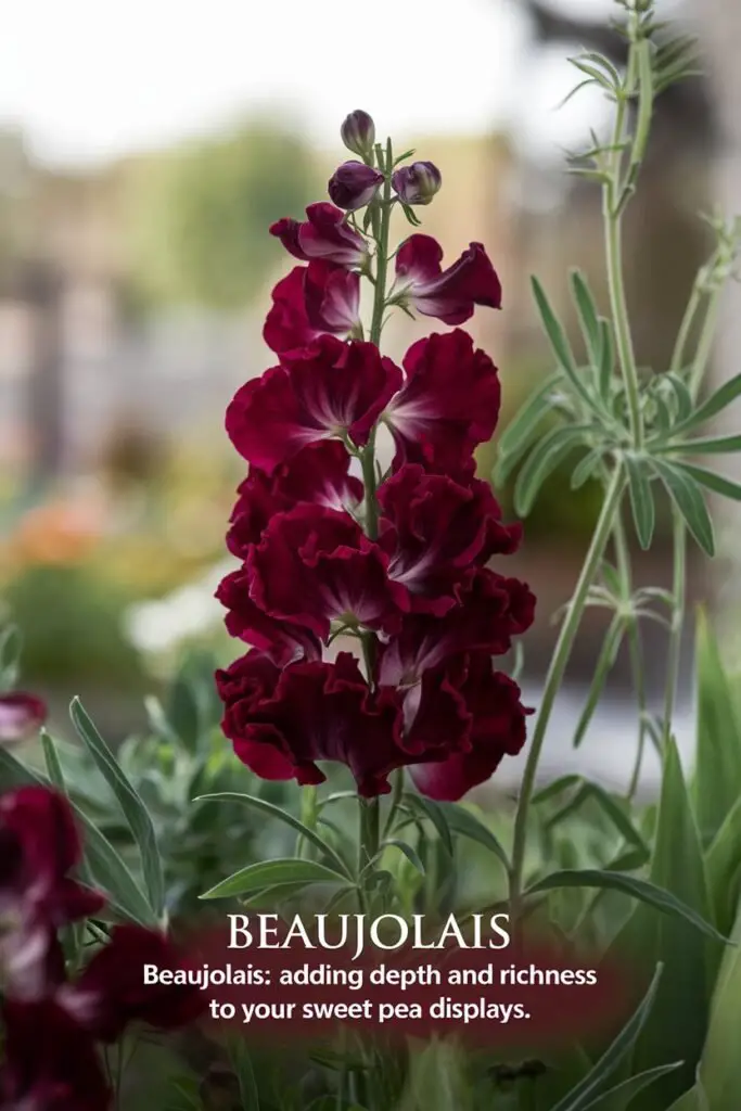 A stunning close-up of 'Beaujolais' sweet pea with deep wine red blooms that stand 5-6 feet tall. The flowers exhibit a velvety texture and rich color, surrounded by lush green foliage. A hint of sunlight glimmers on the petals, enhancing their strong fragrance with a touch of spice. Include a soft-focus background of a garden setting to emphasize the beauty of these flowers. Text overlay reads, 'Beaujolais: Adding Depth and Richness to Your Sweet Pea Displays.

Sweet Pea