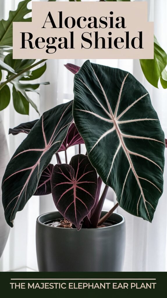 Alocasia Regal Shield is a striking tropical plant known for its large, dark green leaves with deep veins, offering a dramatic contrast in any indoor or outdoor garden setting.