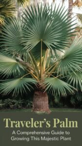 Traveler's Palm : A Comprehensive Guide to Growing this Majestic Plant (2024)