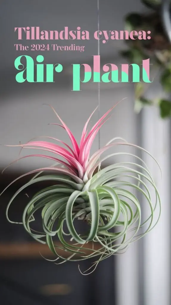 Tillandsia cyanea, also known as the Pink Quill plant, is an epiphytic bromeliad featuring a distinctive pink, paddle-shaped bract and small purple flowers, thriving in bright, indirect light and requiring minimal soil.