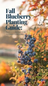 Fall Blueberry Planting Guide : Perfect Timing for Florida Gardens