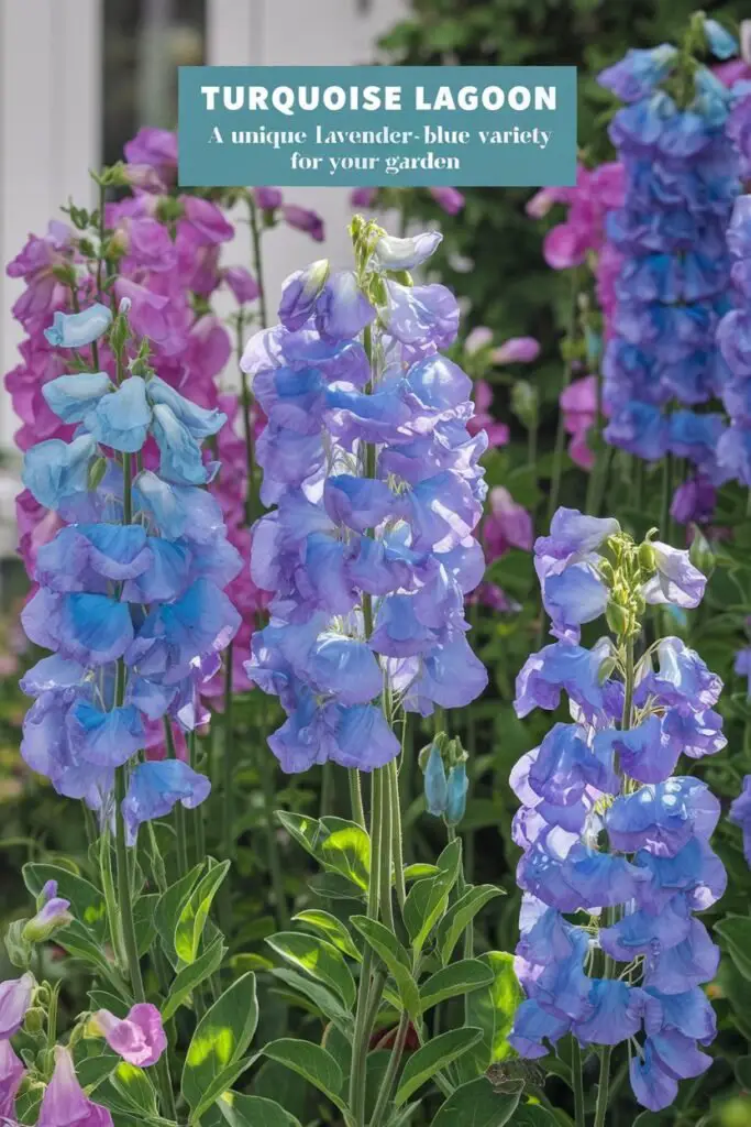 A vibrant display of 'Turquoise Lagoon' sweet pea showcasing lavender-blue blooms that stand 5-6 feet tall. The flowers emit a moderate to strong fragrance, surrounded by lush green foliage. The sunlight enhances the unique blue tones, creating a captivating contrast with the greenery. The background features a charming garden setting, emphasizing the beauty of these rare-colored flowers. Text overlay reads, 'Turquoise Lagoon: A Unique Lavender-Blue Variety for Your Garden.

Sweet Pea