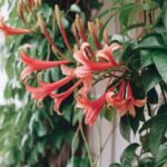 Design a nature-inspired Pinterest pin for Lonicera Sempervirens (Trumpet Honeysuckle): A Complete Growing and Care Guide. The pin should prominently feature a close-up of the vibrant trumpet-shaped flowers in full bloom, with their red-orange hues against a lush green background of vines and leaves. The overall vibe should be bright, fresh, and welcoming, highlighting the plant’s beauty and ability to attract pollinators like hummingbirds. For the title, use bold, elegant typography at the top: “Lonicera Sempervirens: Complete Growing & Care Guide”. Below the image, include a call-to-action like: “Learn how to grow and maintain this stunning vine!”.