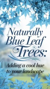 Naturally Blue Leaf Trees: Adding a Cool Hue to Your Landscape