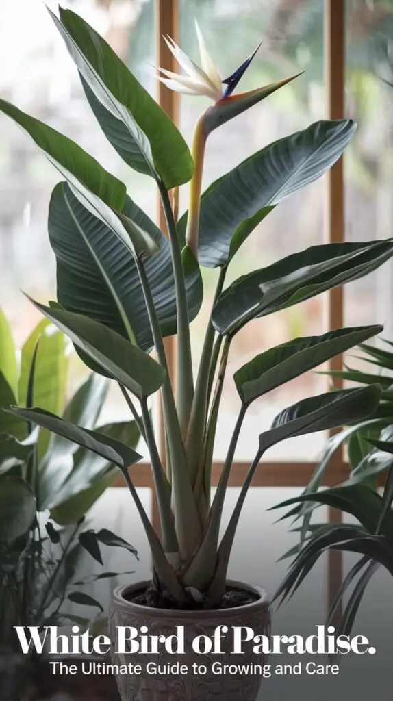 The White Bird of Paradise (Strelitzia nicolai) is a large tropical plant with broad, banana-like leaves and striking white and blue flowers, resembling a bird in flight.