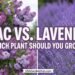 Lilac vs. Lavender Plant: Which to Grow? 4 Lilac vs. Lavender Plant: Which to Grow?