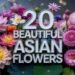 20 Asian Flowers to Grow