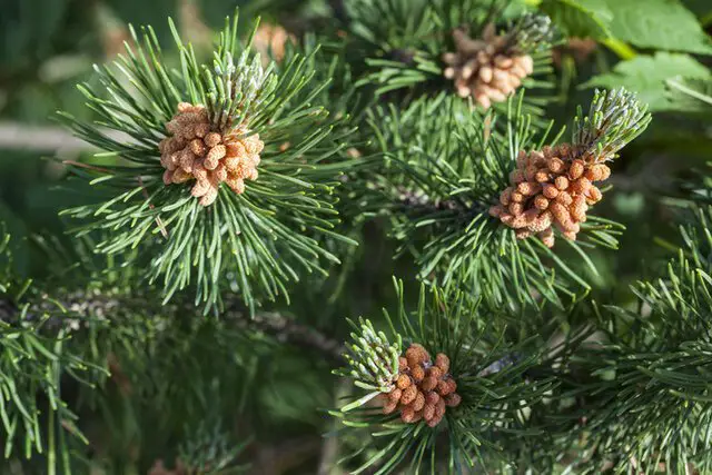 Scots Pine (Pinus sylvestri