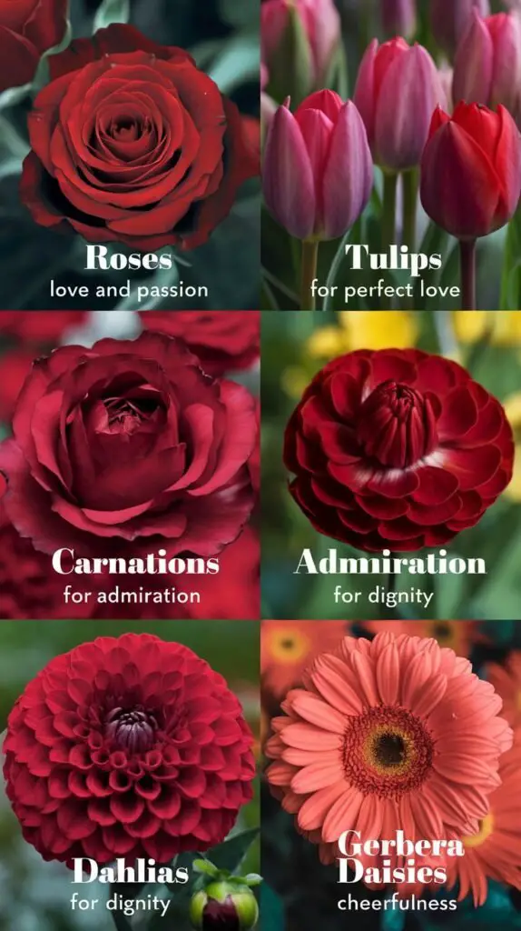 An informative image featuring a well-labeled grid of five popular red flowers: Roses, Tulips, Carnations, Dahlias, and Gerbera Daisies. Each flower is shown in close-up, highlighting its defining characteristics. Informative text accompanies each flower: Roses for love and passion, Tulips for perfect love, Carnations for admiration, Dahlias for dignity, and Gerbera Daisies for cheerfulness. The background showcases a vibrant, green garden setting, adding context and balance to the bright red blooms, making it a visually engaging and educational image.