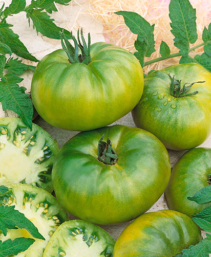 Aunt Ruby's German Green is a unique heirloom tomato variety known for its large, green fruits that turn a yellowish-green when ripe, offering a sweet, juicy flavor, and thriving in full sun and well-draining soil.