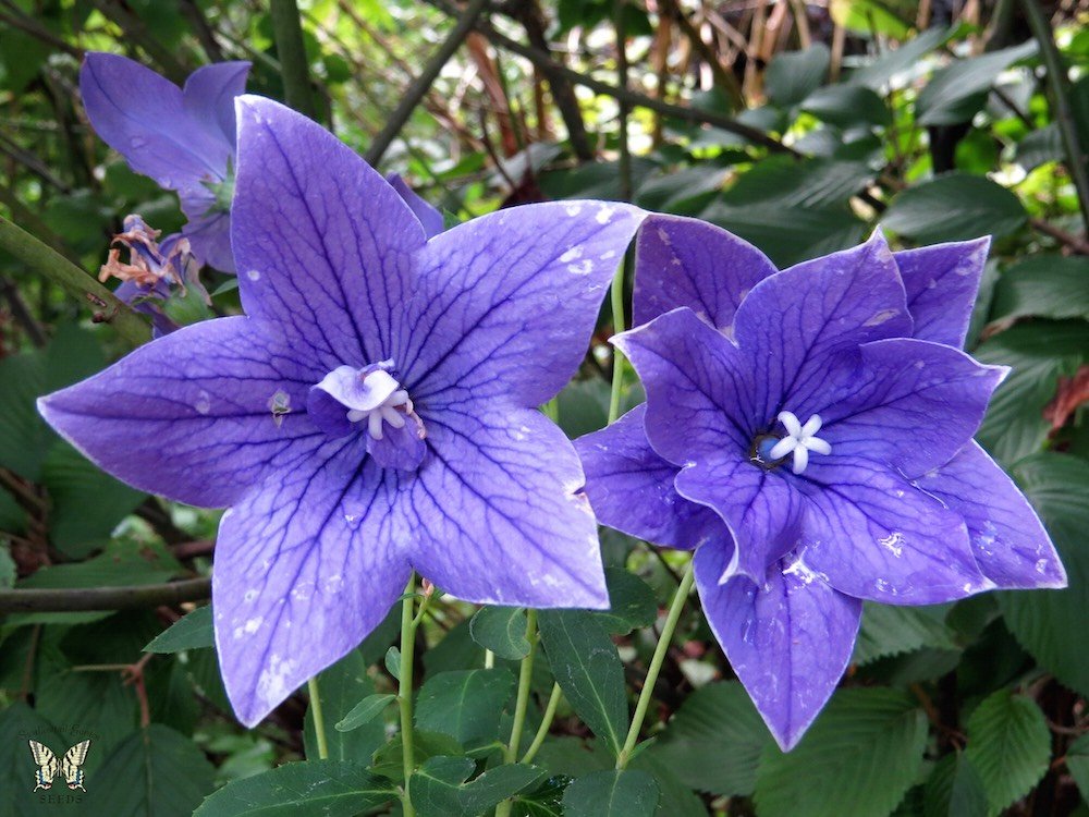 Balloon flower (Platycodon) is a hardy perennial known for its balloon-shaped buds that open into star-like blue, pink, or white flowers, thriving in full sun and well-draining soil.