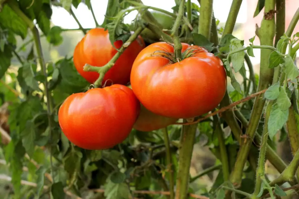 Better Boy is a widely popular hybrid tomato variety known for its medium to large, round fruits, excellent flavor, and high yield, thriving in full sun and well-draining soil, making it ideal for fresh eating and cooking.