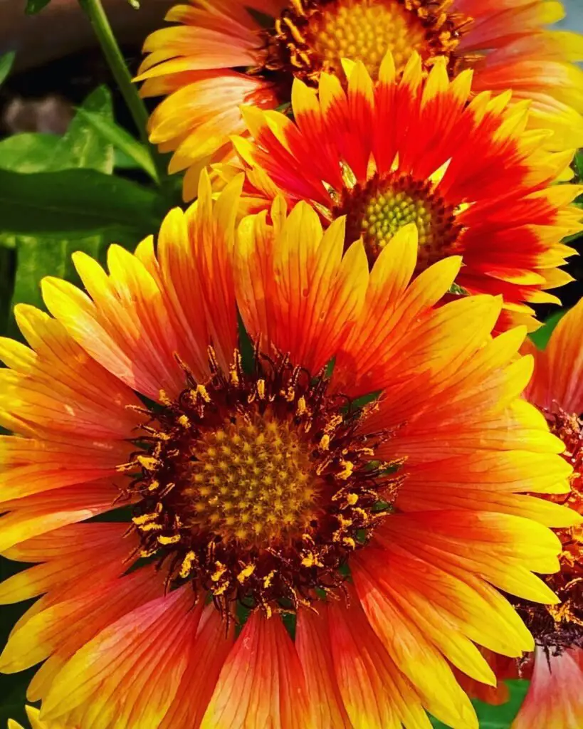 Blanket flower (Gaillardia) is a hardy perennial known for its vibrant, daisy-like blooms in red, orange, and yellow, thriving in full sun and well-draining soil.