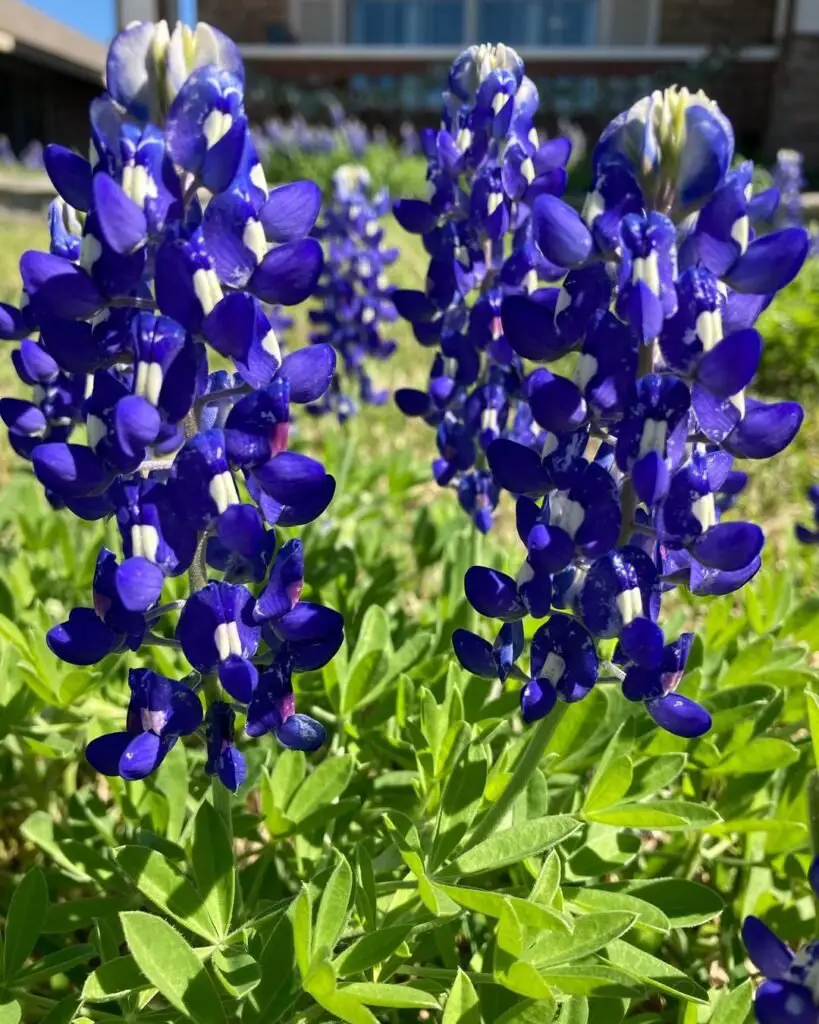 Texas Bluebonnet (Lupinus texensis) is a hardy wildflower known for its vibrant blue flowers and iconic status as Texas's state flower,