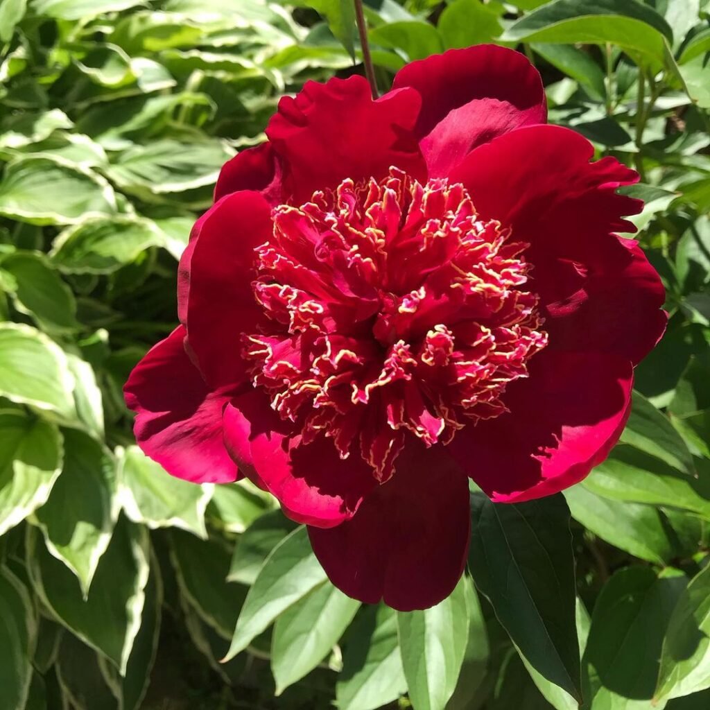 'Buckeye Belle' is a striking peony variety known for its deep, velvety red blooms and dark green foliage, thriving in full sun and well-draining soil, and admired for its bold, dramatic flowers.